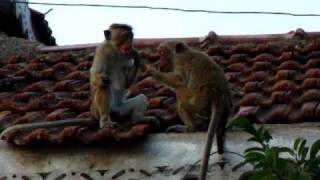 preview picture of video 'Monkeys in temple, Srilanka 2009'