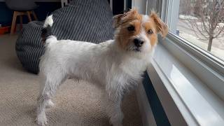 Henry the Jack Russell Terrier Dog - Where's My Donut? #dog #jackrussellterrier #dogs #doglife