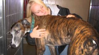 Rosanne Cash  -  A Feather&#39;s Not A Bird