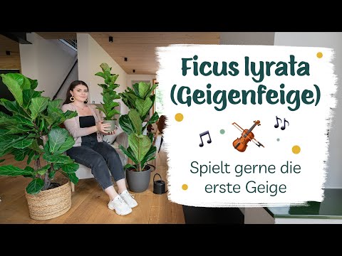 Die besten Tipps für deinen Ficus lyrata (Geigenfeige)