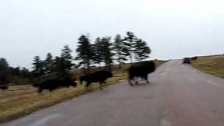 preview picture of video 'Cycling Through Buffalo Herd'