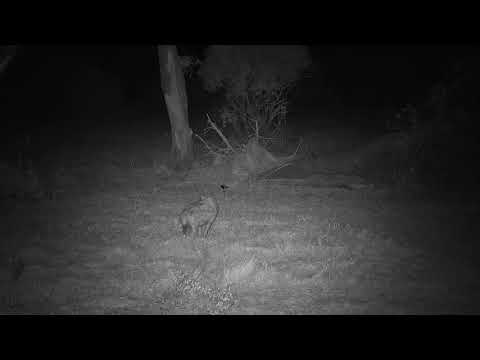 Djuma: Lone Hyena with a limp - 19:33 - 05/24/21