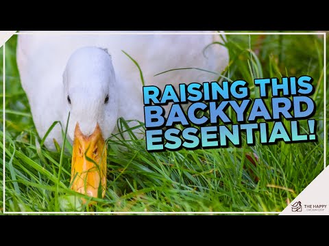 Quack-tastic Pekin Ducks: The Complete Guide to this Adorable and Adaptable Breed!