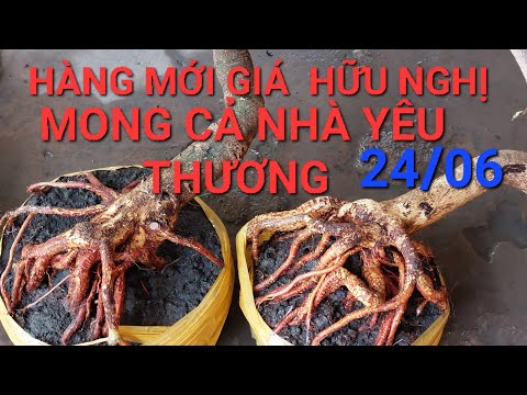 24/06 GIẢO ZIN ĐẾ ĐẸP GIÁ HỮU NGHỊ LH 0976567966