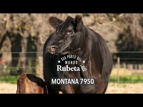 RUBETA MONTANA 7950  - 2021