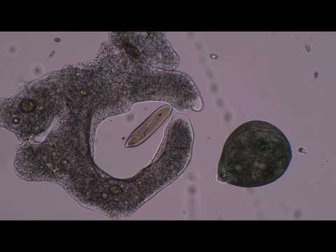 A malária plazmodium ciklusának stádiumai