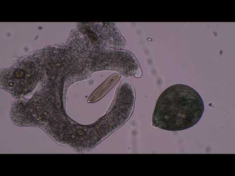 Phylum platyhelminthes képek névvel