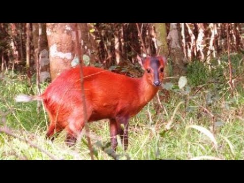 Red Duiker Karura Forest