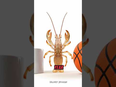 Lobsters DON'T Age! 🦞😱#lobsters #aging #immortal #facts #mindblowing #viral #trending