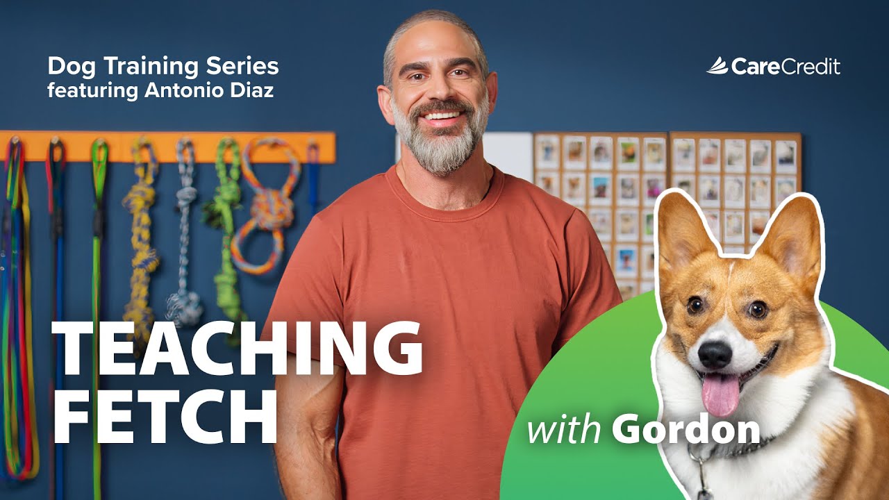 CCWellU-Video-Dog Fetch