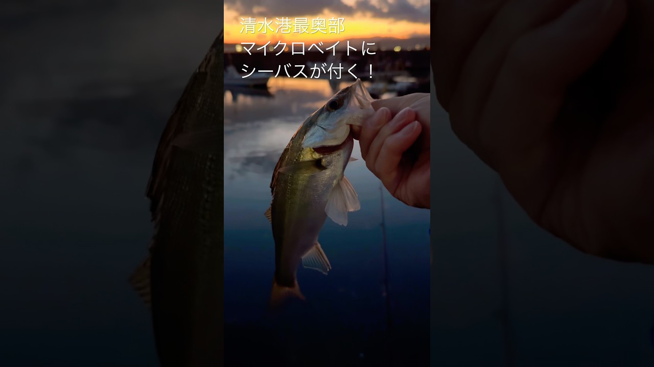 チャンス！4月の清水港最奥部マイクロベイトにシーバスが付きました！