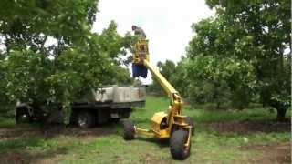 Picking avocados
