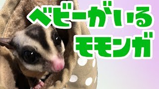 【フクロモモンガ】ベビーがいると気をつかう？
