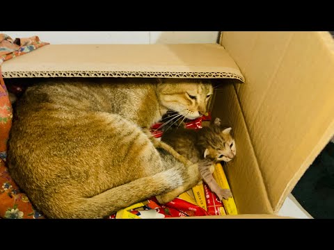 Rashi hid the child in a box.