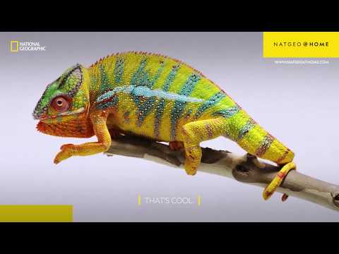 How do Chameleons Change Colour | Today I Learned