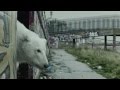 A Homeless Polar Bear in London - Ft. Jude Law ...