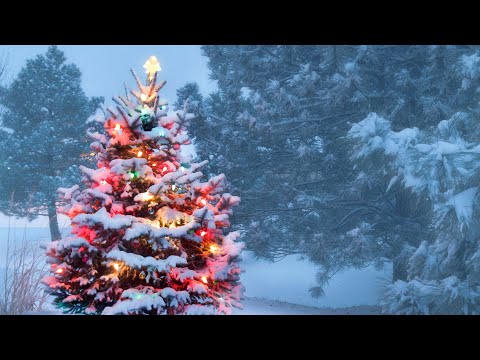 Christmas Is Tomorrow-Merry Christmas To All and To All a Goodnight-Teletubbies Christmas Tree