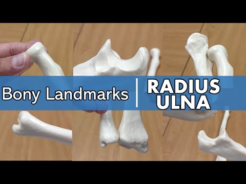 Bony Landmarks of the Radius and Ulna