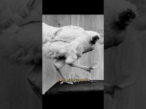 Mike The Headless Chicken 🐔 #shorts #youtubeshorts