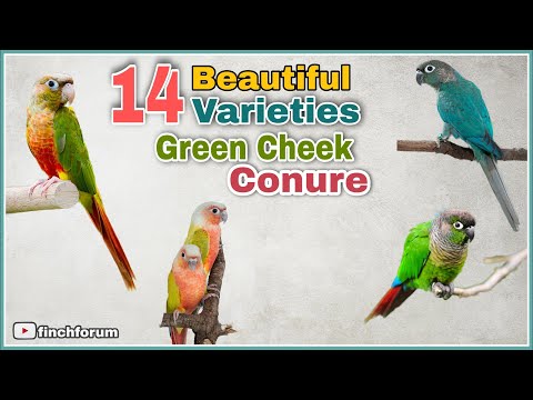 Pineapple Green Conure