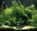 biosphere tropical fish tank plants aquarium music ...