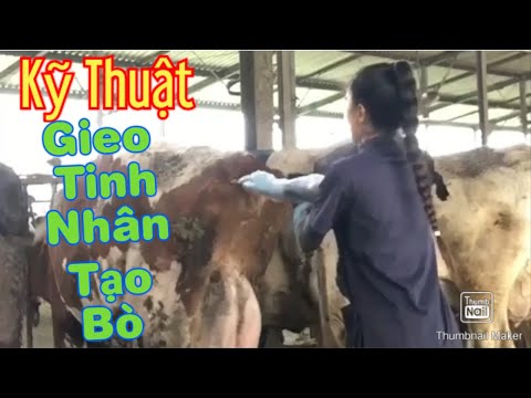 , title : 'Kỹ thuật gieo tinh nhân tạo bò'