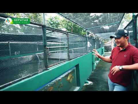 BUDIDAYA IKAN SUPER RED AROWANA DI JABODETABEK | SEPUTAR IKAN HIAS