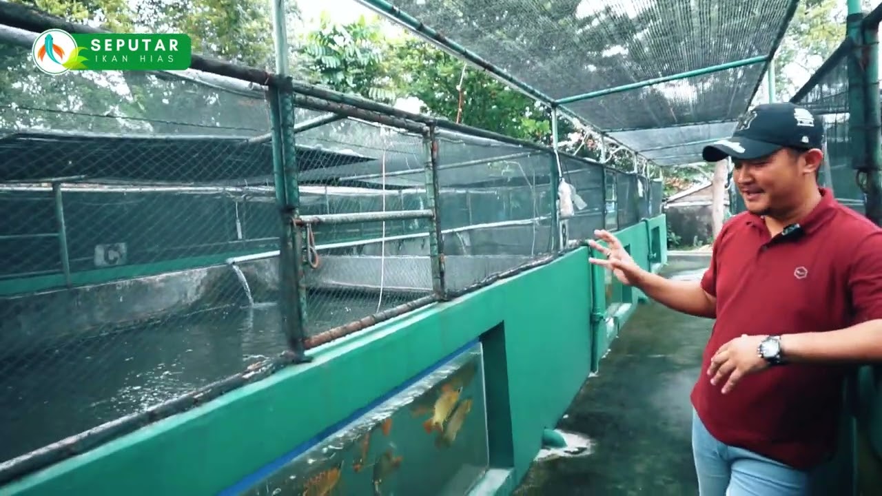 BUDIDAYA IKAN SUPER RED AROWANA DI JABODETABEK | SEPUTAR IKAN HIAS