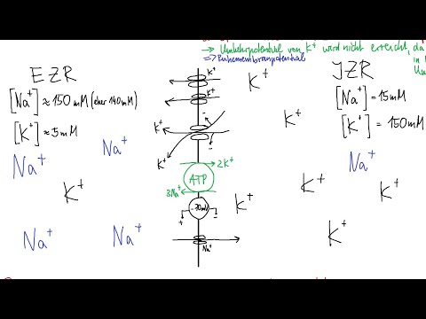 Physiologie: ZNS 1 – Ruhemembranpotential