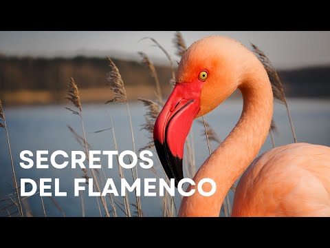 The Mysterious Life of Flamingos | Free Documentary