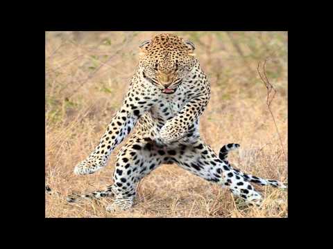 Disco Nation ft. Steklo vs. Martin Garrix - Happy To Be Animals (Lukasse MashUp)