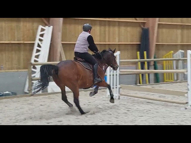 Vends Hongre de 15 ans.