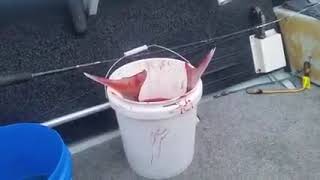 Port Phillip Bay Snapper