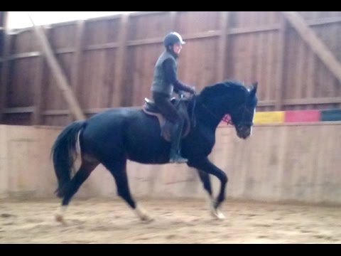 Trakehner Verkaufspferd: Suleyken - schwarzbraune Prämienstute v. Sky Walker