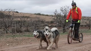 preview picture of video 'Mushing en Alfamen - Alaskan Malamutes con Patinete'