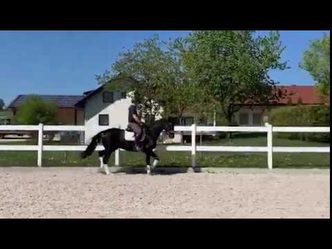 Verkaufspferd "Fürstin" v. Fürst Wilhelm - De Niro, *2017