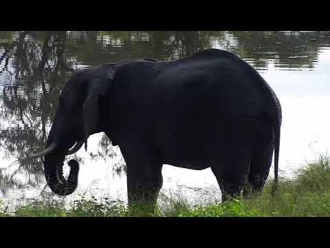 Djuma: Lone Elephant bull - 06:46 - 01/30/21