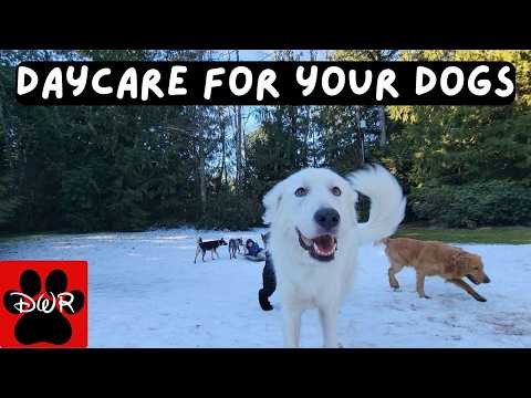 🐕‍🦺💜 Daycare for your dog!  Dogs can't resist this Video! 🐕‍🦺🐕🌦🌲
