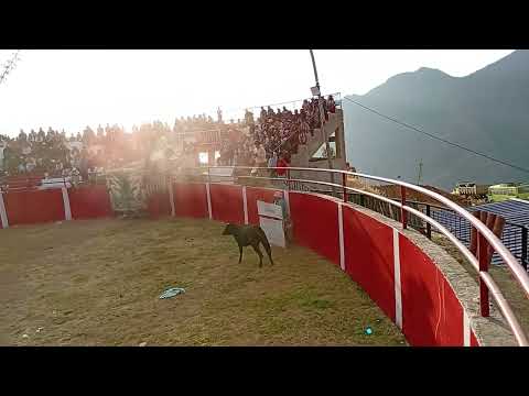 Tarde Taurina 30.08.26 // Festividad Santa Rosa de Malvas - Huarmey- Ancash.