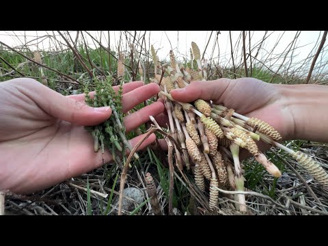 Picking wild plants on the bank. Set meal of horsetail. Taste comparison with young horsetail lea...
