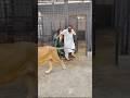 Lion Ha Billi Nahi Animals Ytshorts Lion Mian Saqib Petlover