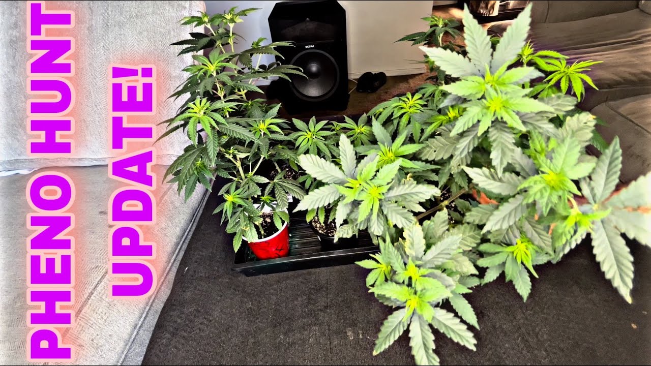 How to grow weed easy | pheno hunt