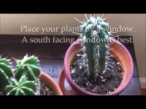 How to care for indoor cactus plants / caring for cacti