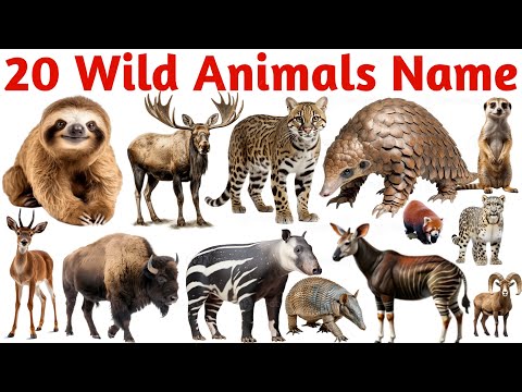 Learn 20 Wild Animals Names for Kids 🐆🦁 | Fun Educational Video for Toddlers & Preschoolers