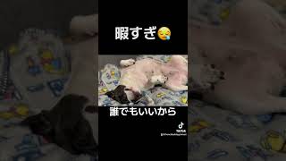 する事ないとこうなります #shorts #animals #frenchie