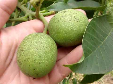 Orzech włoski zbiór obserwacji 2024r