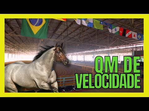 Criação de cavalo Quarto de Milha de Três Tambores no Haras Raphaela