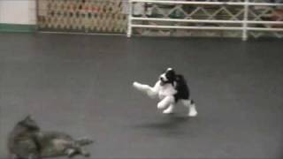 Cat and puppy playing