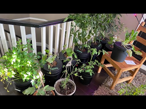 Update #23, 26 weeks of growth in my hydroponic greenhouse