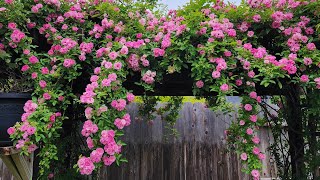 Vườn hoa sau nhà vào xuân